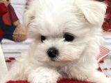 Sevimli Mini Boy Maltese Yavrular