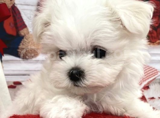 Sevimli Mini Boy Maltese Yavrular görsel