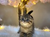 Eşsi̇z Güzelli̇kte Scotti̇sh Fold Golden Tabby