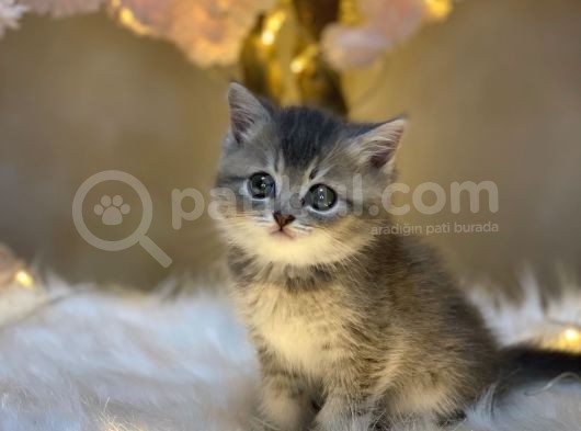 Show Color Bri̇ti̇sh Shorthai̇r Blue Golden görsel