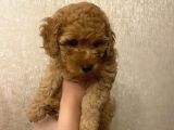 Tatli Mi Tatli Toy Poodle’imiz