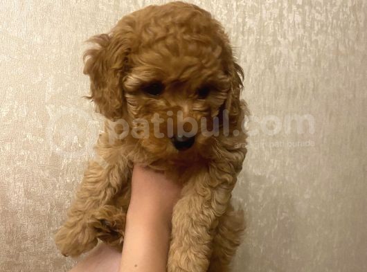 Tatli Mi Tatli Toy Poodle’imiz görsel