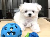 Sevimli Mini Boy Maltese Yavrular