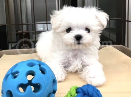 Sevimli Mini Boy Maltese Yavrular görsel