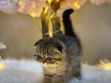 Eşsi̇z Güzelli̇kte Scotti̇sh Fold Golden Tabby