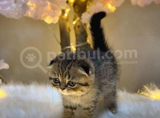 Eşsi̇z Güzelli̇kte Scotti̇sh Fold Golden Tabby görsel