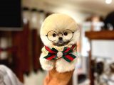 Birbirinden Güzel Irk Garantili Belgeli Pomeranian Boo Yavrularımız