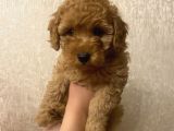 Tatli Mi Tatli Toy Poodle’imiz