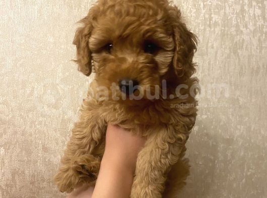 Tatli Mi Tatli Toy Poodle’imiz görsel