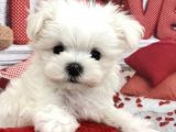Sevimli Mini Boy Maltese Yavrular