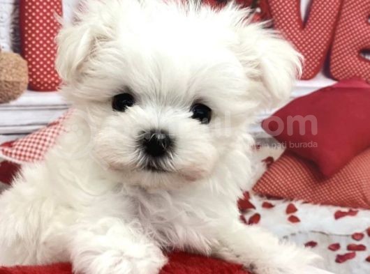 Sevimli Mini Boy Maltese Yavrular