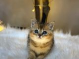 Green Eyes Bri̇ti̇sh Shorthai̇r Golden