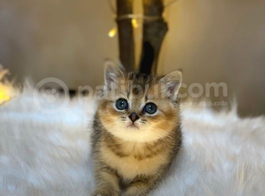 Green Eyes Bri̇ti̇sh Shorthai̇r Golden görsel