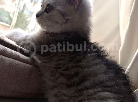 Bal Yanaklı Gözleri Sürmeli Safkan Kızım görsel