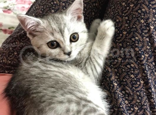 Bal Yanaklı Gözleri Sürmeli Safkan Kızım görsel