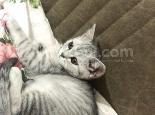 Bal Yanaklı Gözleri Sürmeli Safkan Kızım görsel