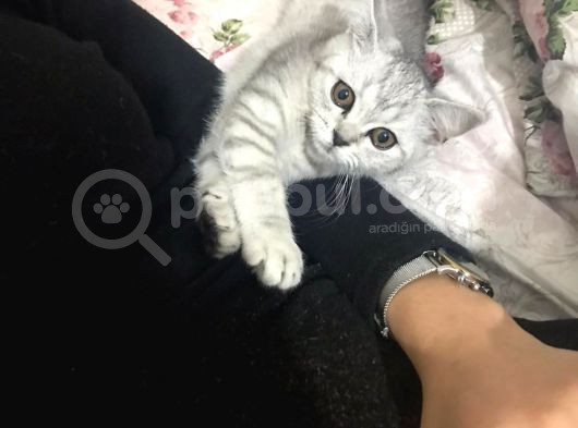 Bal Yanaklı Gözleri Sürmeli Safkan Kızım görsel