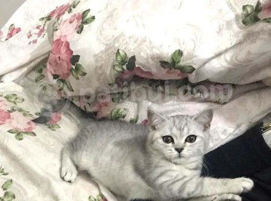 Bal Yanaklı Gözleri Sürmeli Safkan Kızım görsel