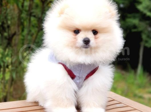 Pomeranian Boo Teddy Bear Yavrular görsel