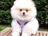 Pomeranian Boo Teddy Bear Yavrular