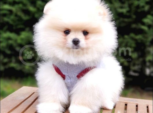 Pomeranian Boo Teddy Bear Yavrular