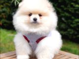 Pomeranian Boo Teddy Bear Yavrular