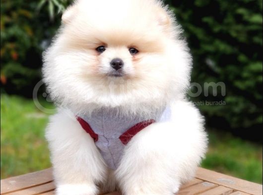 Pomeranian Boo Teddy Bear Yavrular görsel