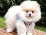 Pomeranian Boo Teddy Bear Yavrular
