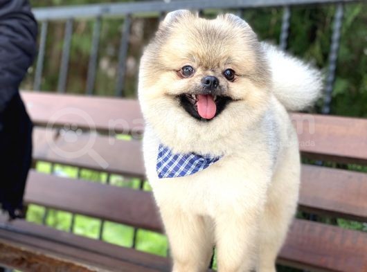 Yeti̇şki̇n Pomerani̇an Teddy Face