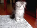 2 Aylık Dişi Scottish Fold