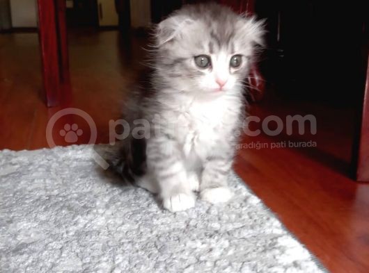 2 Aylık Dişi Scottish Fold görsel