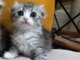 2 Aylık Dişi Scottish Fold