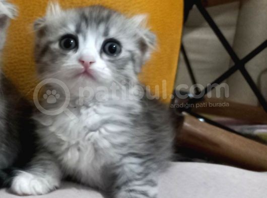2 Aylık Dişi Scottish Fold görsel