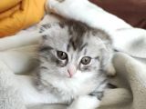2 Aylık Dişi Scottish Fold