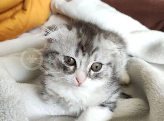 2 Aylık Dişi Scottish Fold