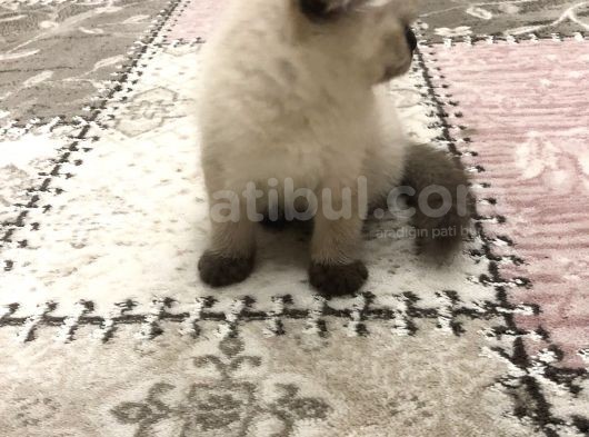 Minik Yavrumuz Yeni Yuvasını Arıyor görsel