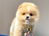 Safkan Pomeranian Boo Yavrularımız
