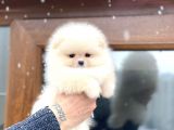 Orji̇nal Pomerani̇an Boo