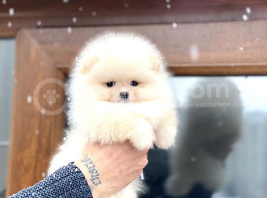 Orji̇nal Pomerani̇an Boo görsel