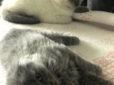 Scottish Fold Yarvru Kedilerimiz