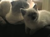 Scottish Fold Yarvru Kedilerimiz