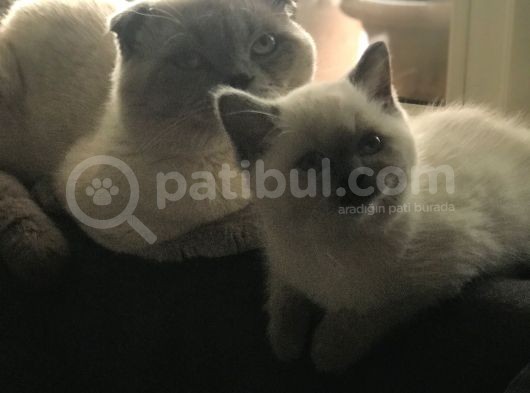 Scottish Fold Yarvru Kedilerimiz görsel