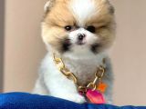 Safkan Pomeranian Boo Yavrularımız