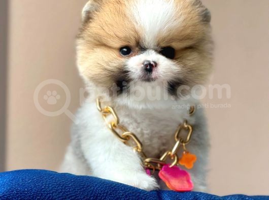 Safkan Pomeranian Boo Yavrularımız görsel
