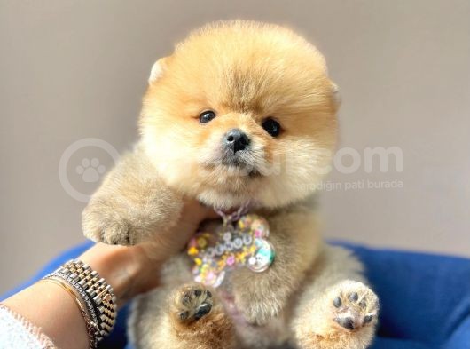 Safkan Pomeranian Boo Yavrularımız görsel
