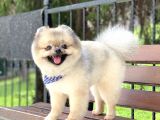 Yeti̇şki̇n Pomerani̇an Teddy Face