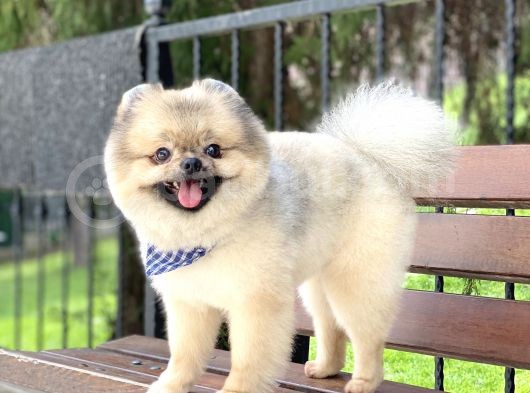 Yeti̇şki̇n Pomerani̇an Teddy Face görsel