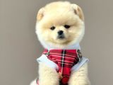 Safkan Pomeranian Boo Yavrularımız