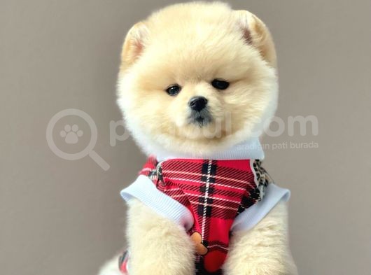 Safkan Pomeranian Boo Yavrularımız görsel
