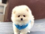 Orji̇nal Pomerani̇an Boo